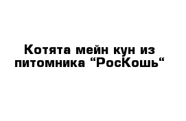 Котята мейн кун из питомника “РосКошь“